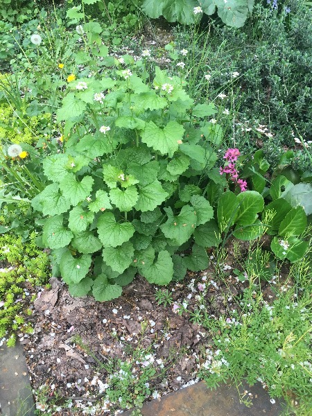 prominent plant in corner of planting area
