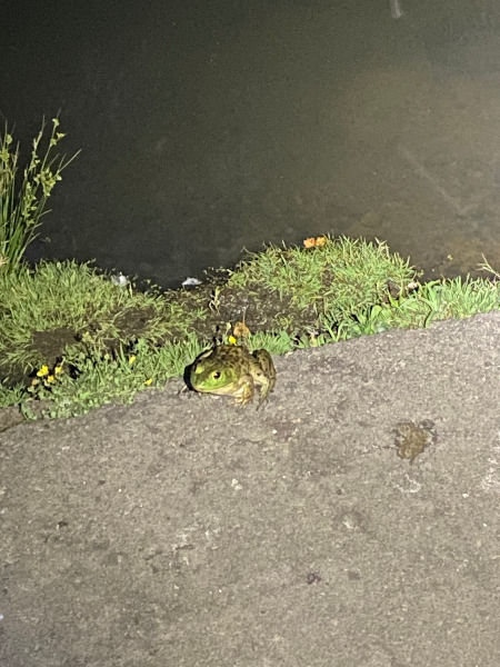 American Bullfrogs along Fanno Creek Trail near Englewood Playground East.