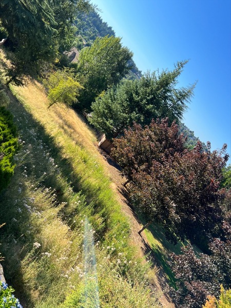 Storm Water Drainage area overgrown with Canada Thistle