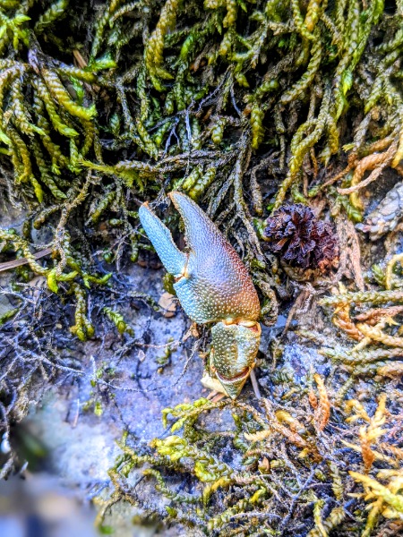 Blue crayfish