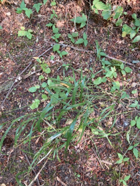 Plant in trail