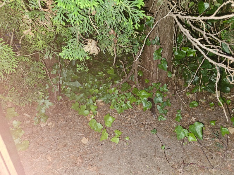 Some sort of Ivy plant that is invasive to our arbabritas hedge row