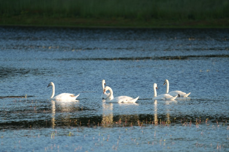 Mute Swans 1