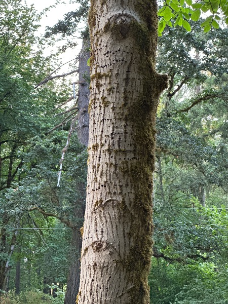 Suspected emerald ash borer holes