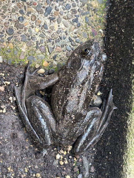 American Bullfrog