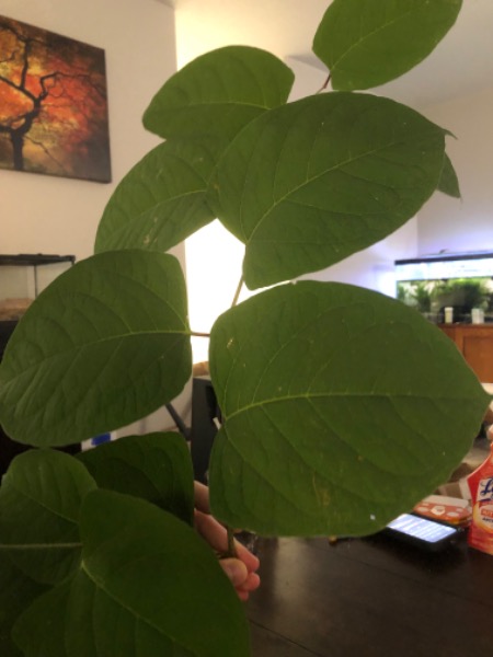 Japanese Knotweed leaves