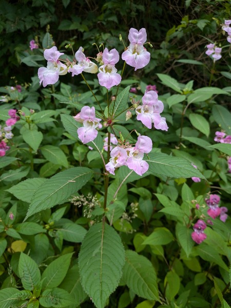 Some plants had darker pink/purple flowers