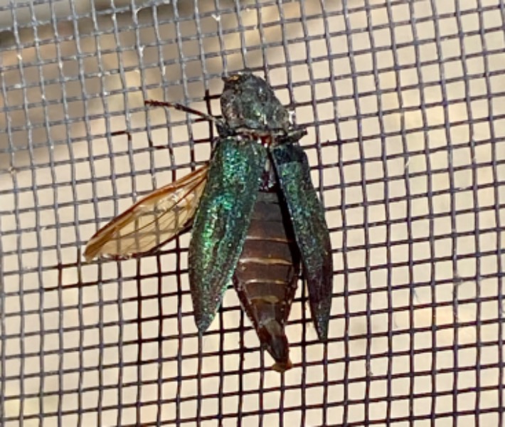 The Emerald Ash Borer, Agrilus planipennis Fairmaire