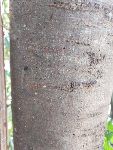 Ash tree with D shape markings