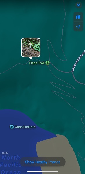 Location of the mushroom on the trail