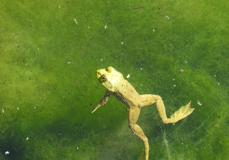 Second bullfrog