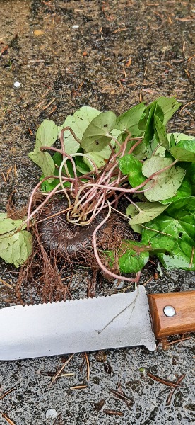 closer view of corm and roots