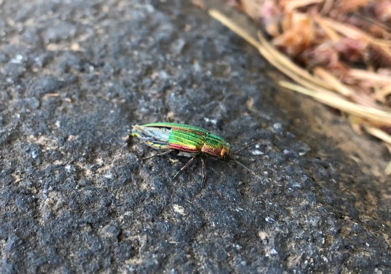 Possibly Ash Beatle in Wilsonville Oregon