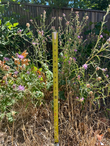 Tape measure displaying 26"; flowering knapweed (species unkown) at the highest elevation of Rebecca Ave.