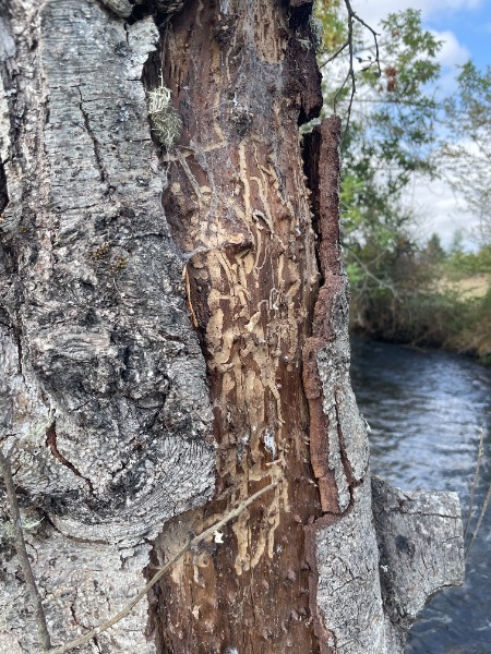 s shaped tunnels beneath bark