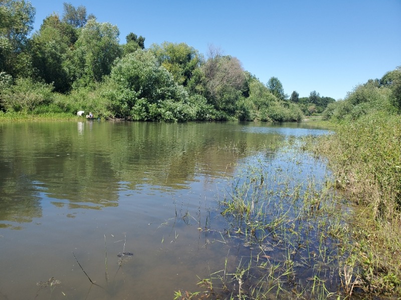 The alcove at Lower Kiger Island where YFH was found.  No YFH in this photo