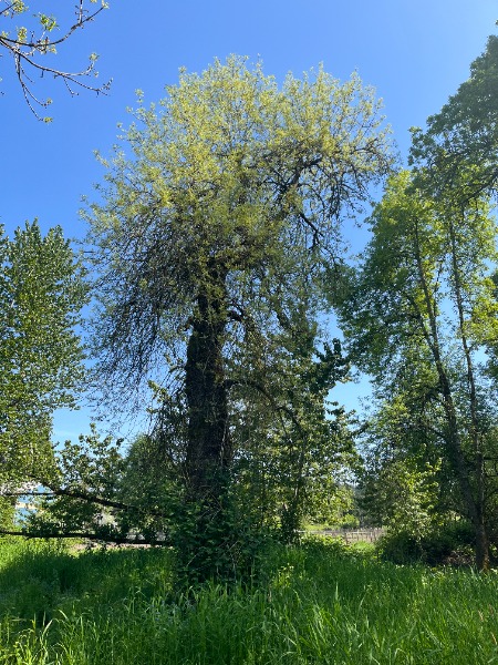 Ash tree photo