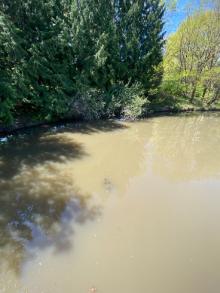 Summerlake Turtle from a distance 5.10.23