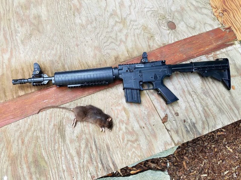 Norway Rat and Air Rifle