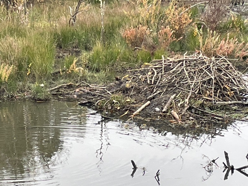 Nutria eating grass on the den