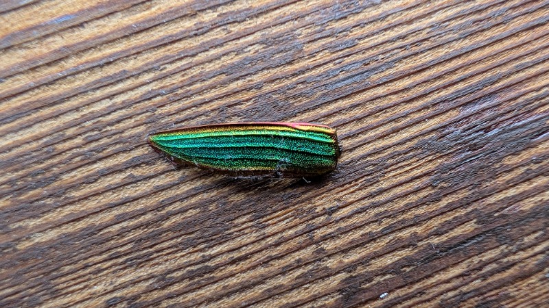 Wing/shell of beetle