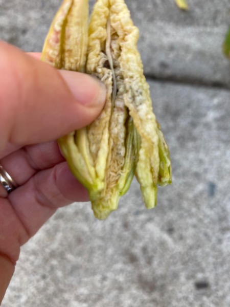 See bottom part of flower for lots of little white grubby worm things