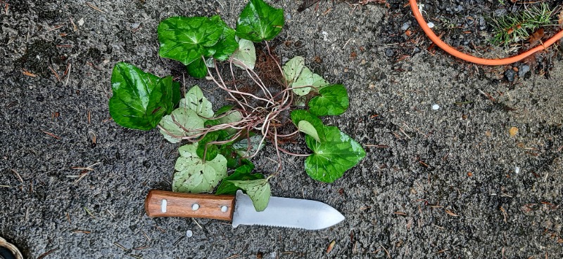 whole plant with Hori-hori for scale (and orange electric cord)