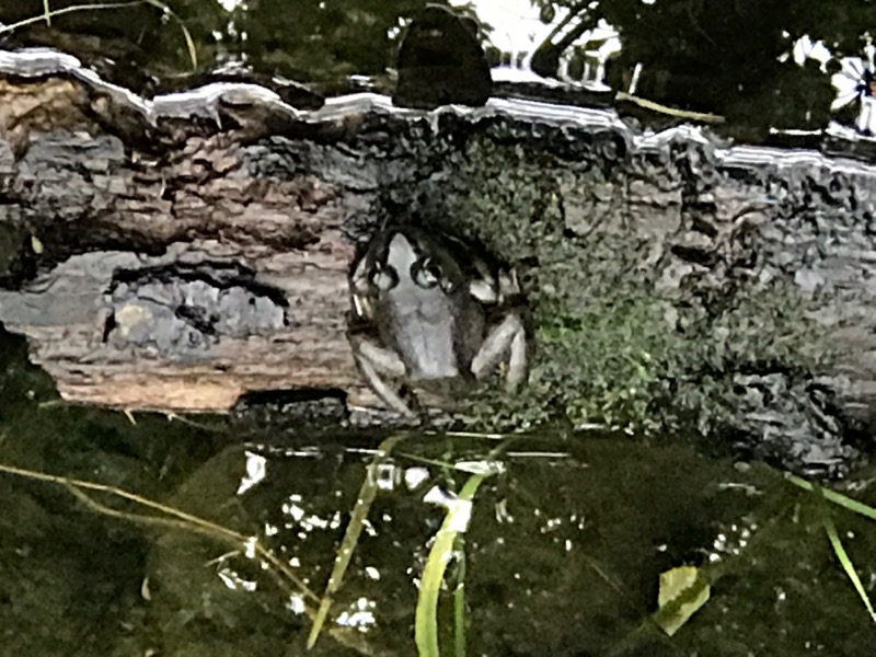 American Bullfrog- Female May 16th,2019
