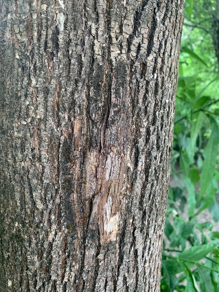 Possible woodpecker scraping?