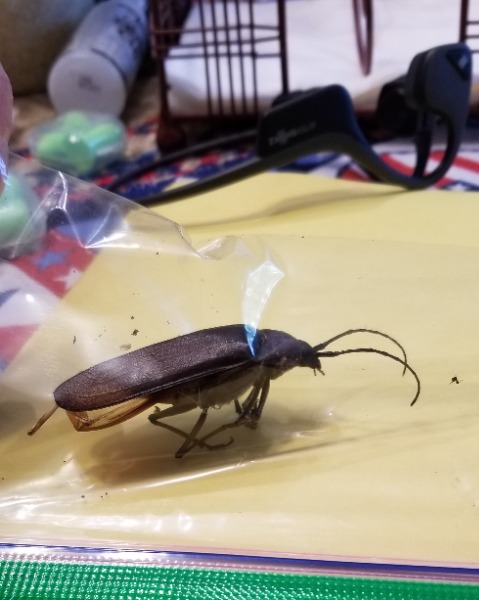 Photo of Beetle