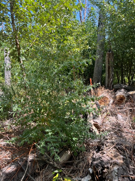 One single plant found