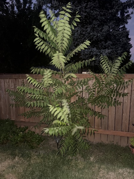 8-9 feet tall representing only 1 year of growth.