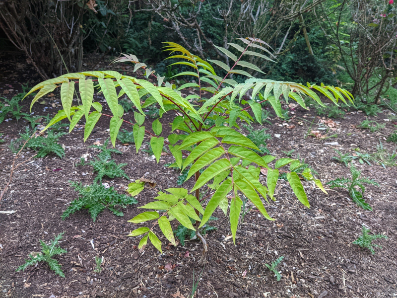 Baby tree of heaven sapling. Leaves with notch at base.