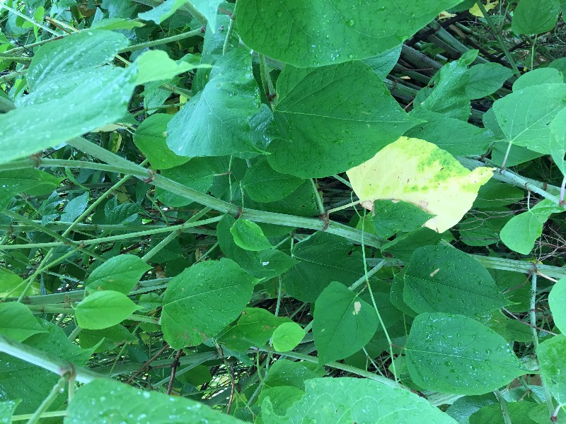 Close up of leaves and stems
