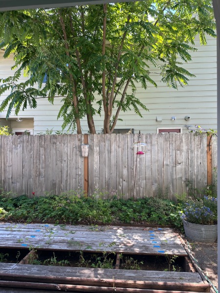 Taken from our backyard showing proximity to both homes and shoots coming up under deck