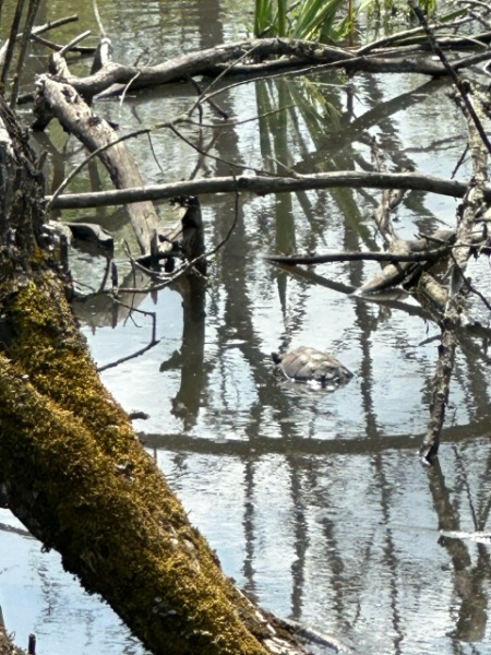 snapping turtle 5.8.23