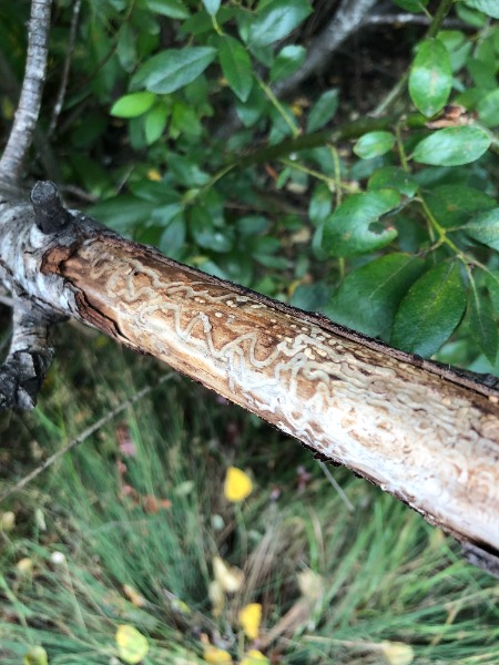 S-shaped larval galleries