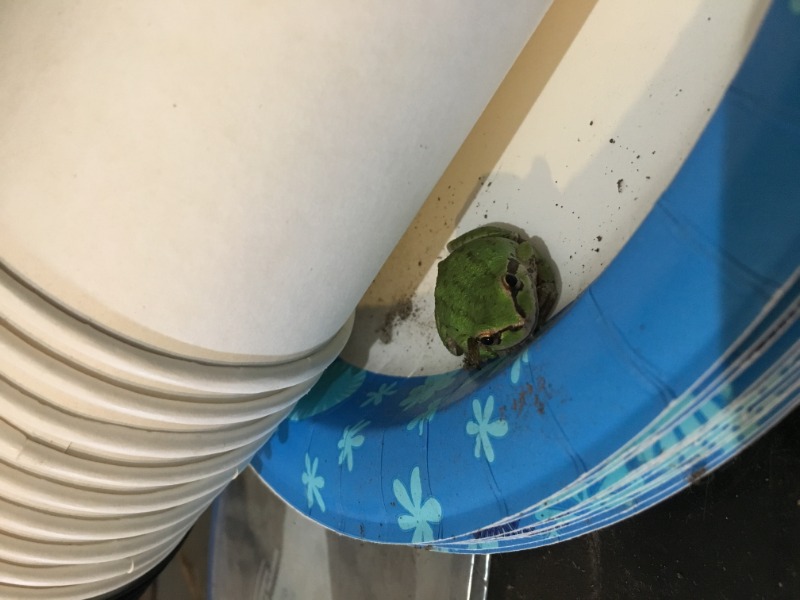 paper plate frog again
