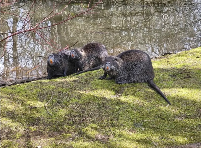 three nutria sitting by the edge of a pond.