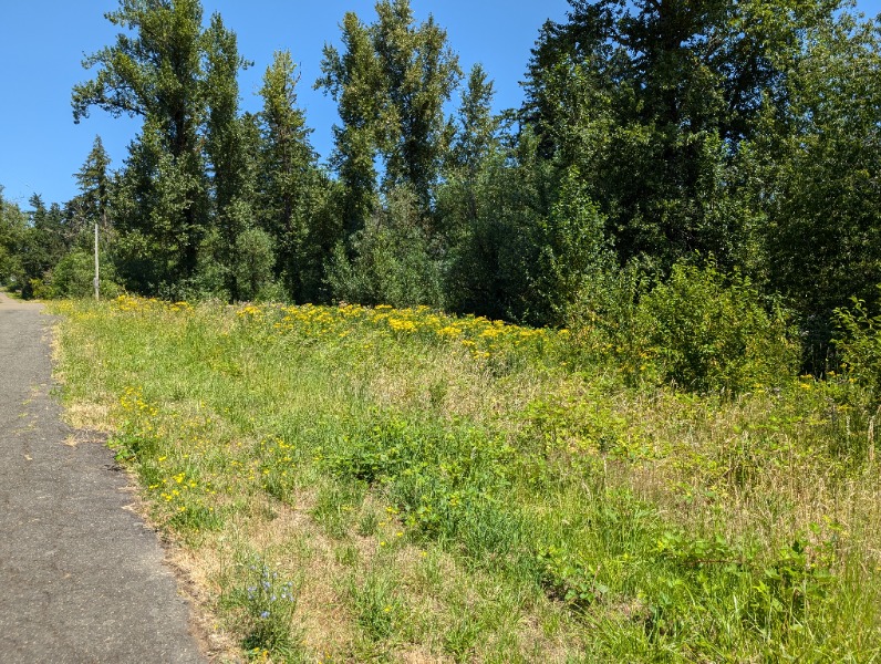 Tansy Ragwort in meadow along stream