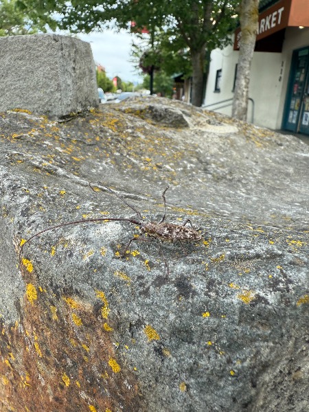 On rock sculpture right outside of convenient store on the corner