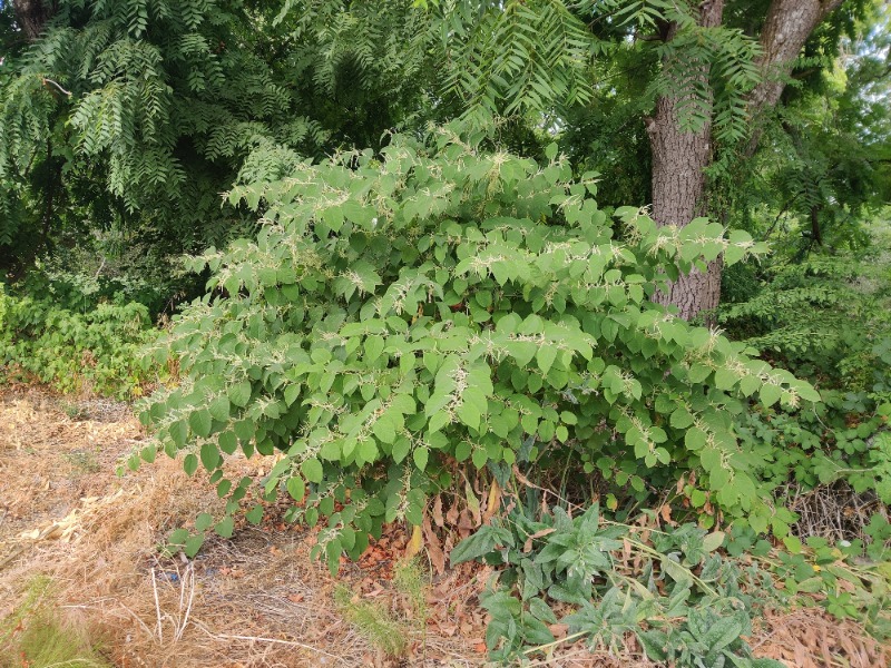 knotweed bush