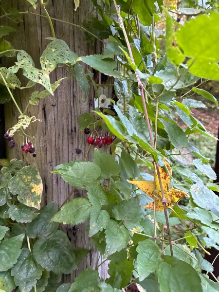 Bittersweet Nightshade at Lewis and Clark State Park