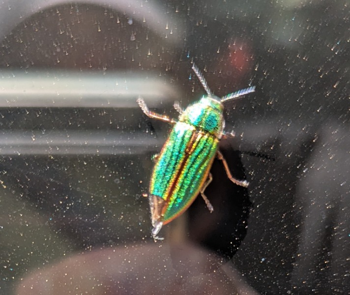 Possible metallic wood boring beetle
