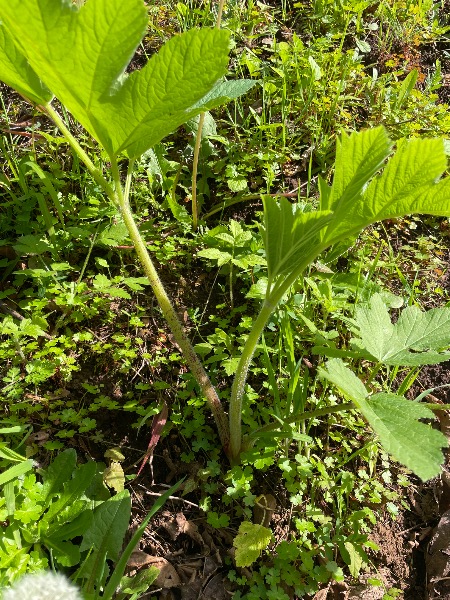 Young plant