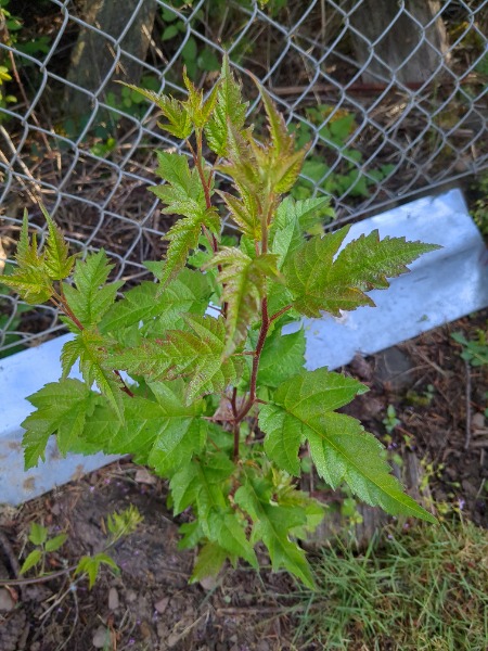 Amur maple volunteer?