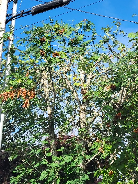 My Mountain Ash currently
