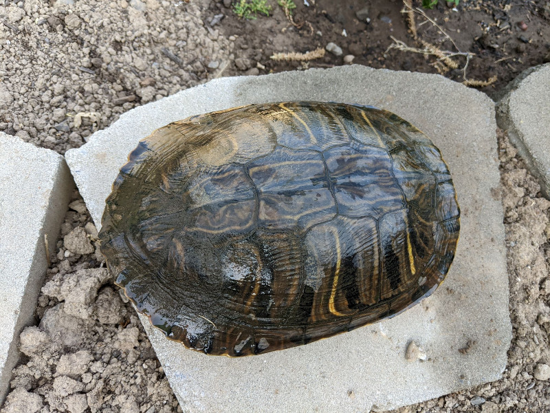 Red Eared Slider Turtle on paver