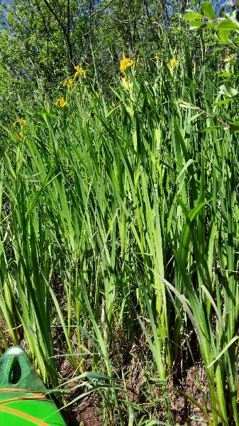 yellow flag iris on west bank of Santiam River, about 1/10 mile downstream from Jefferson Boat Ramp