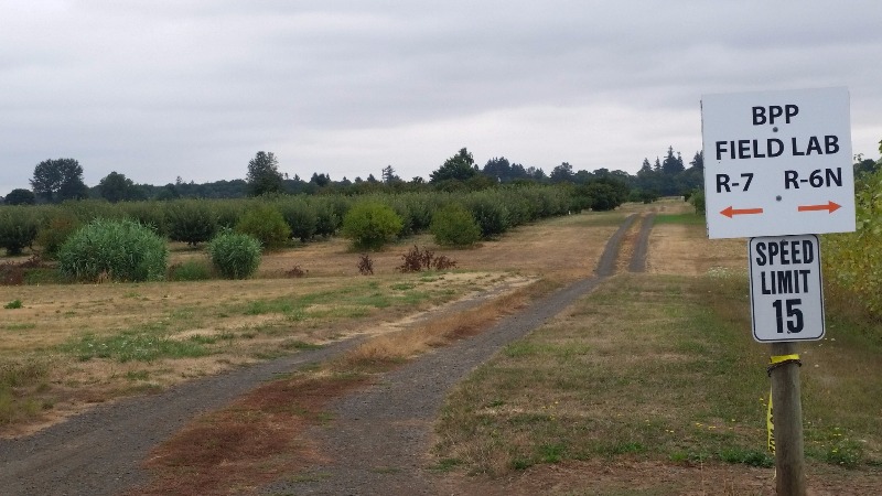 field location, note plants on the right